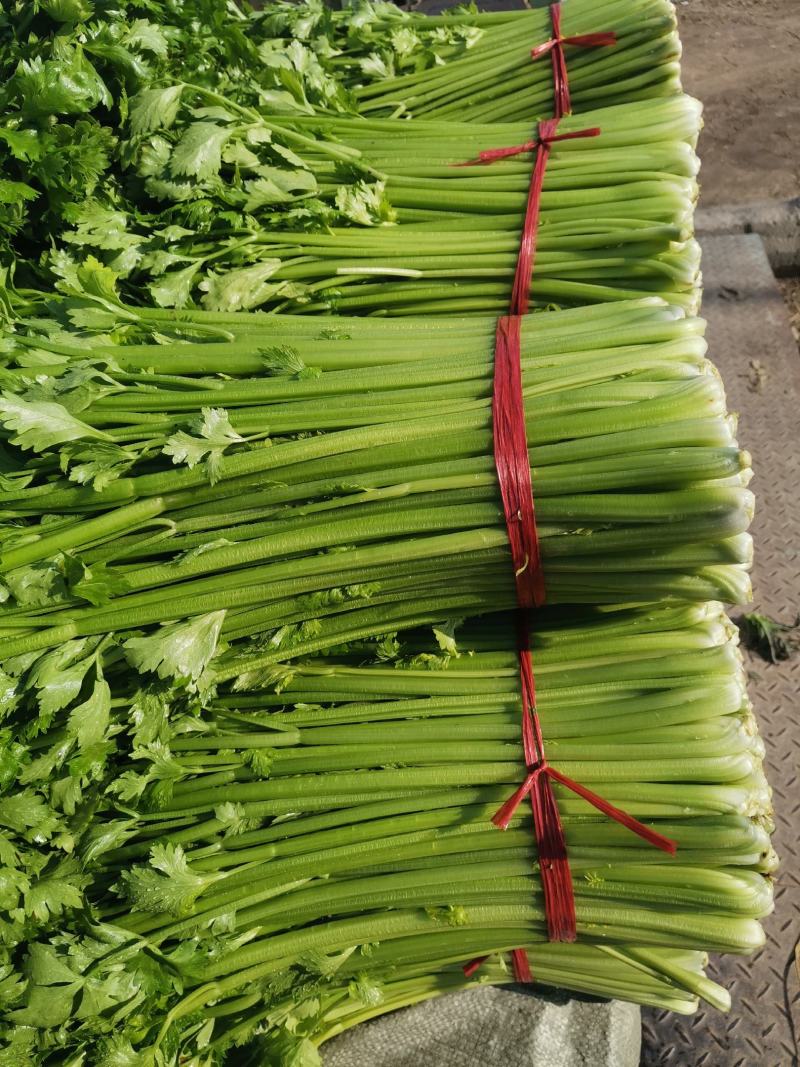 芹菜大量上市中，，大中小棵都有货，全国代发