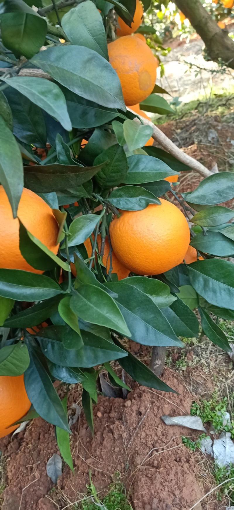 纽荷尔脐橙