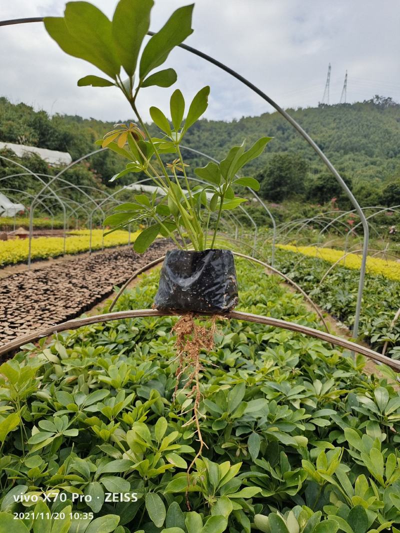 【热销】鸭脚木/鹅掌柴，有澳洲的，5斤袋，7斤袋