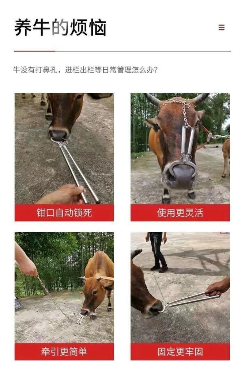 牛鼻圈牛鼻环不锈钢金属养牛大号牛鼻子钳子免打孔牵引设备