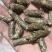 花生秧熟化颗粒料，牛羊马驴免中小草，细粉叶粉