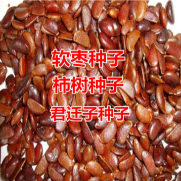 软枣种子柿树君迁子种子发芽率95以上