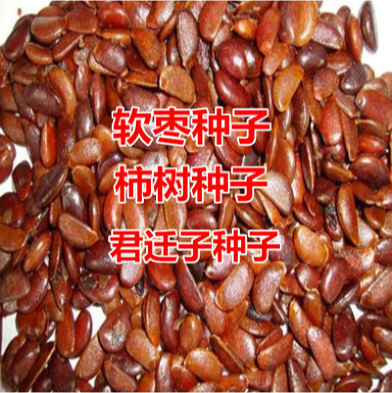 软枣种子柿树君迁子种子发芽率95以上