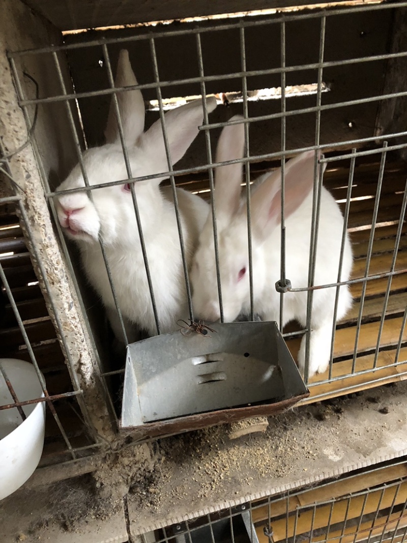 伊拉种兔体格大抵抗力强提供技术指导可视频看货