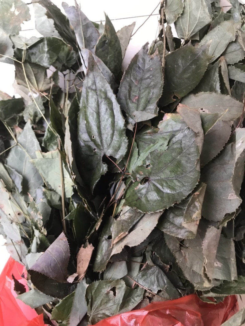淫羊藿野生淫羊藿小叶圆淫羊藿块茎