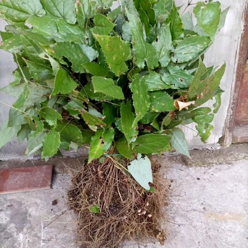 淫羊藿野生淫羊藿小叶圆淫羊藿块茎