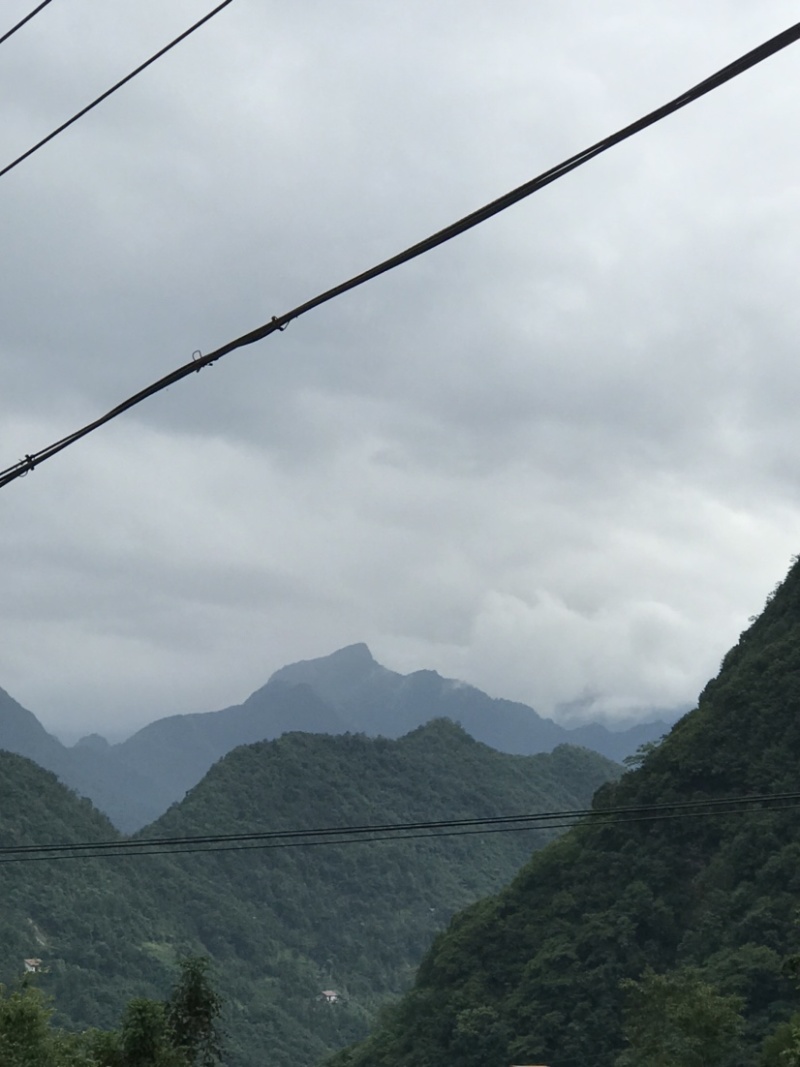 淫羊藿野生淫羊藿小叶圆淫羊藿块茎