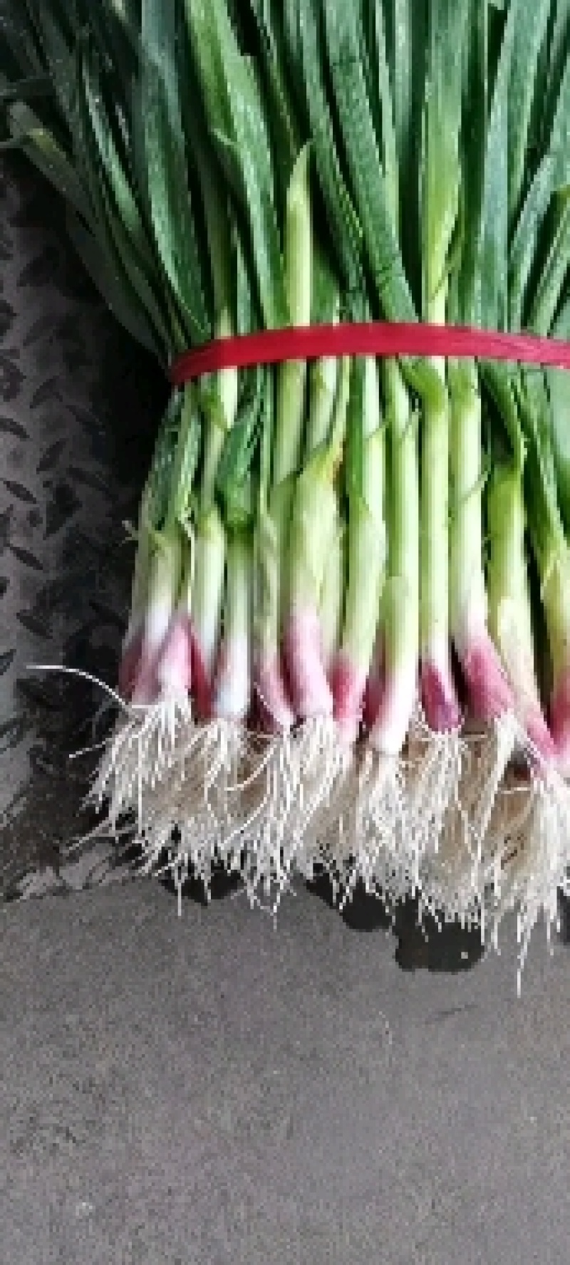 精品箱装蒜苗