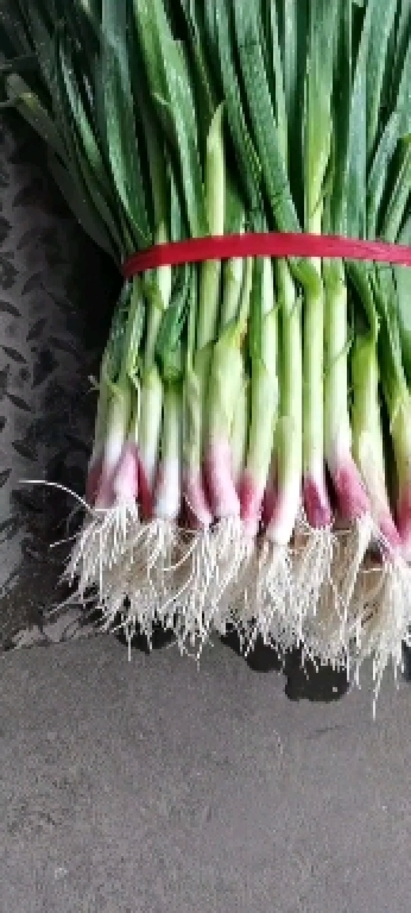 精品箱装蒜苗
