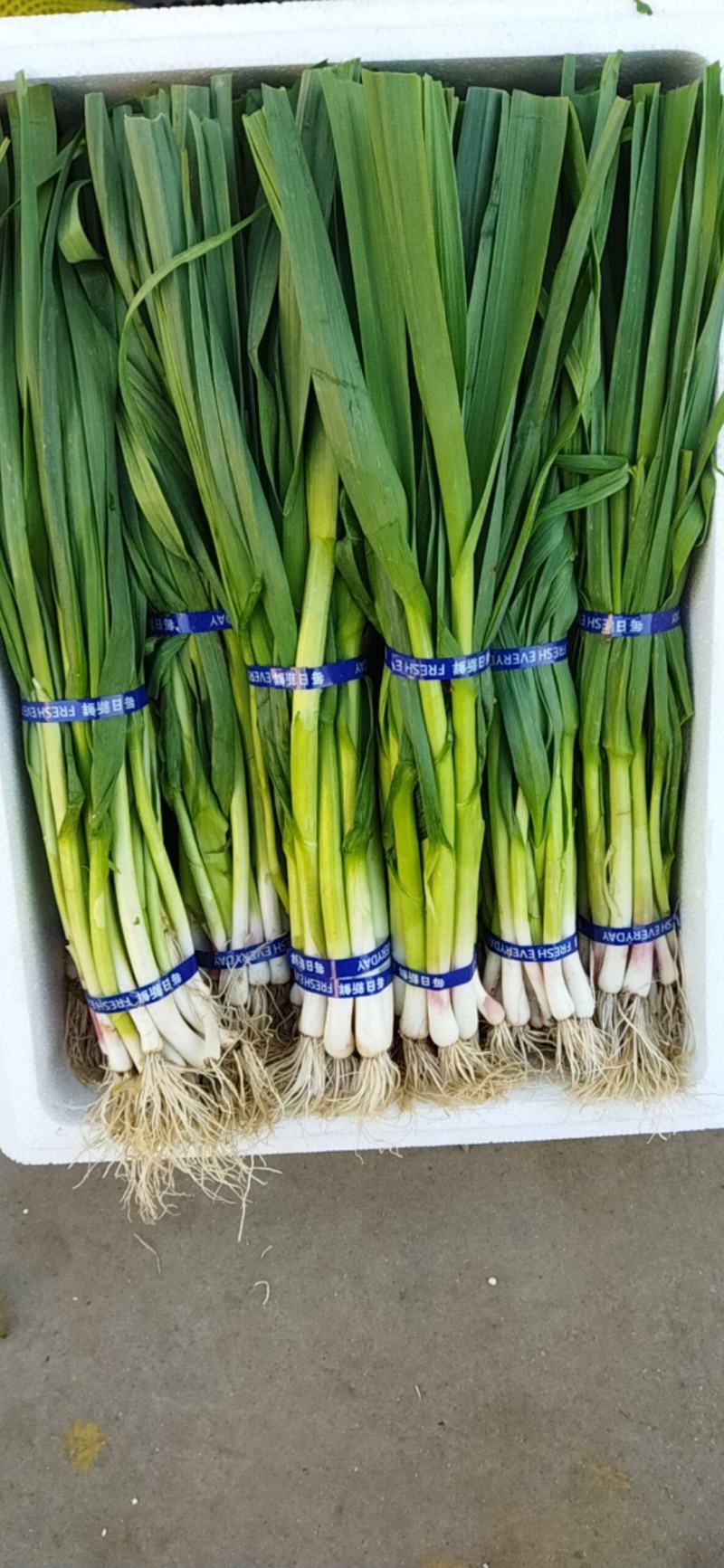 精品箱装蒜苗