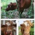 塑料牛鼻环牛鼻圈牛鼻钳子不锈钢设备器械打孔穿孔夹牛鼻子