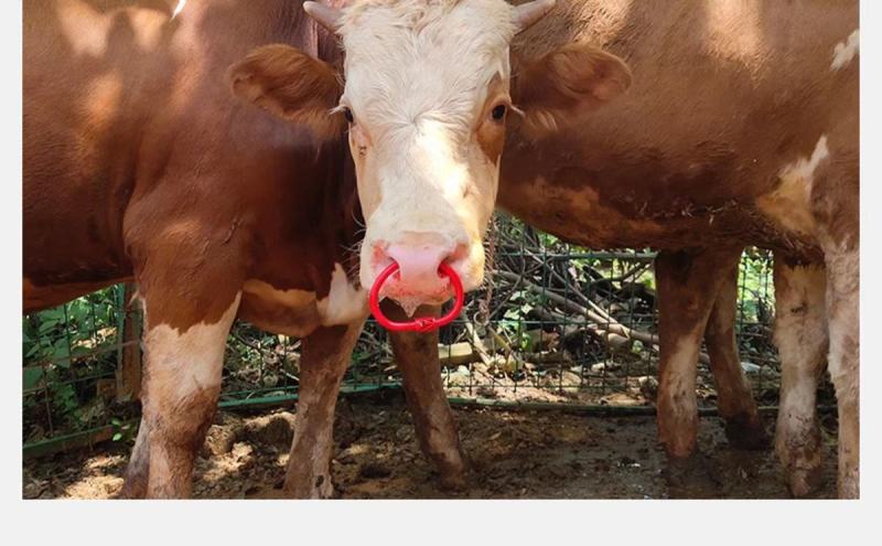 塑料牛鼻环牛鼻圈牛鼻钳子不锈钢设备器械打孔穿孔夹牛鼻子