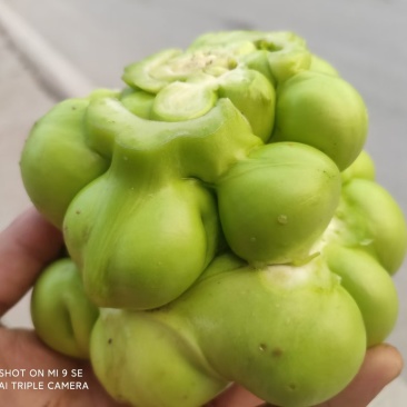 涪陵榨菜