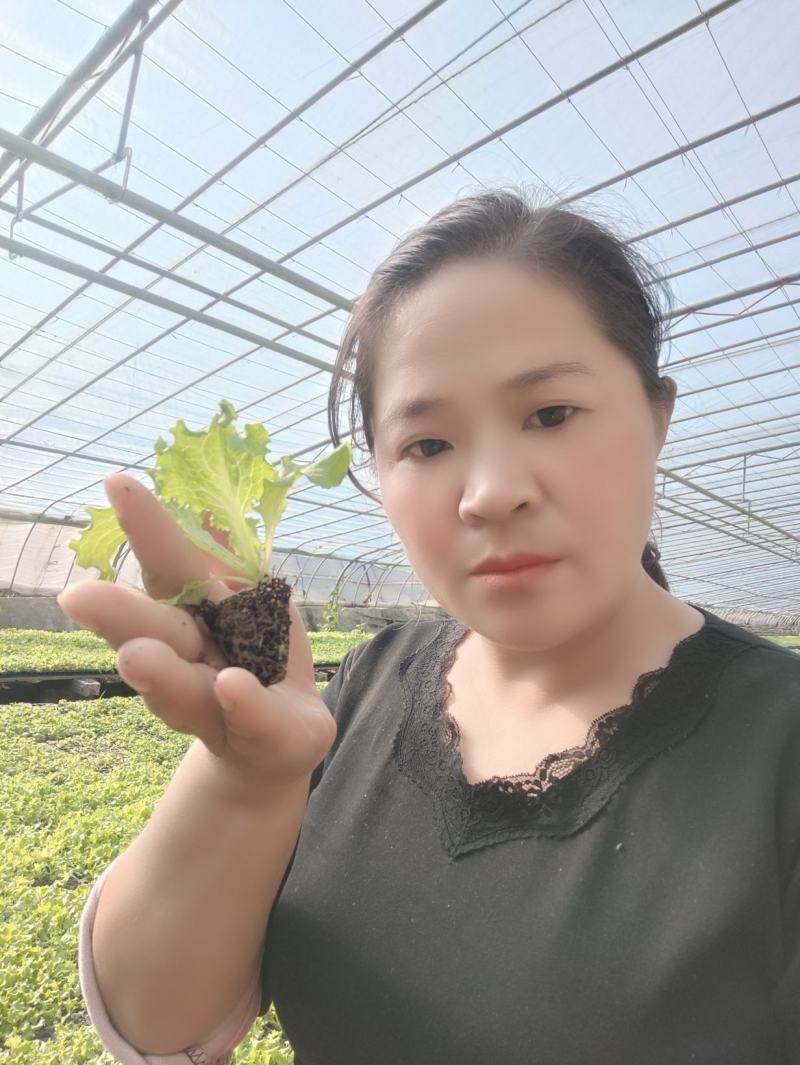美国大速生，意大利生菜，结球生菜苗，苗厂对接，没有中间商