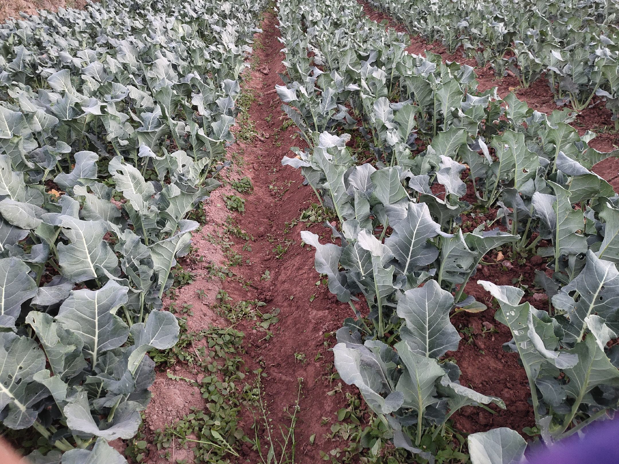 西兰花与胡萝卜间作实景图