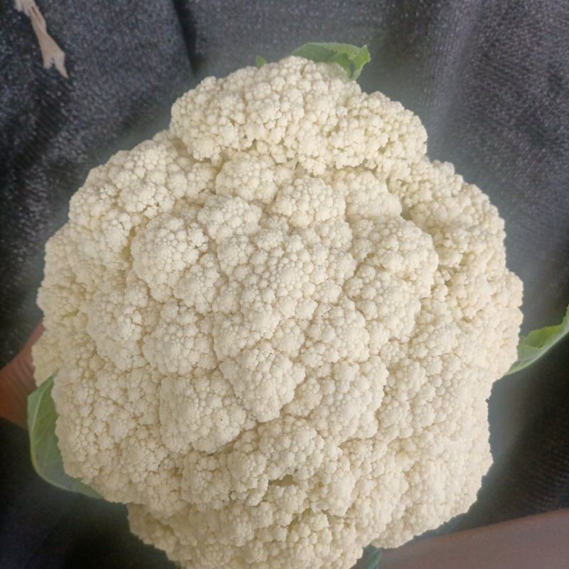 陕西精品松花菜基地直供一手货源品质保证诚信经营