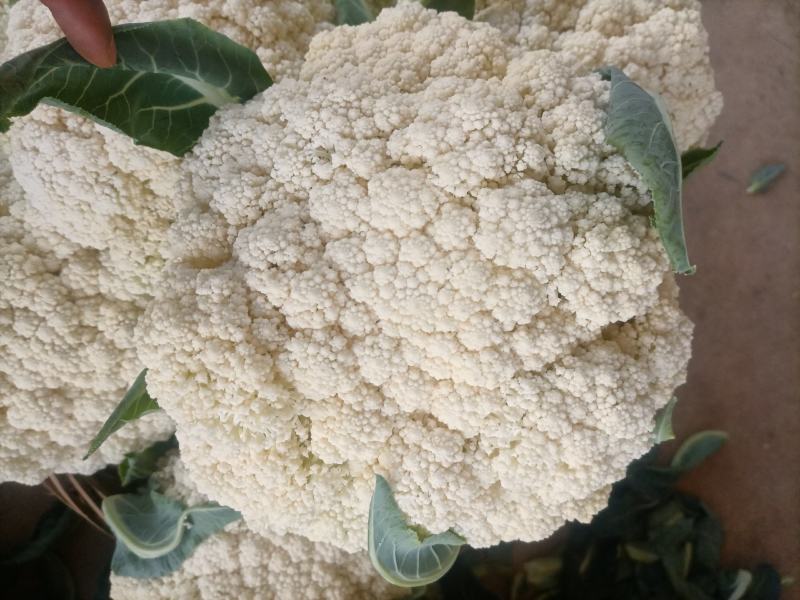 陕西精品松花菜基地直供一手货源品质保证诚信经营