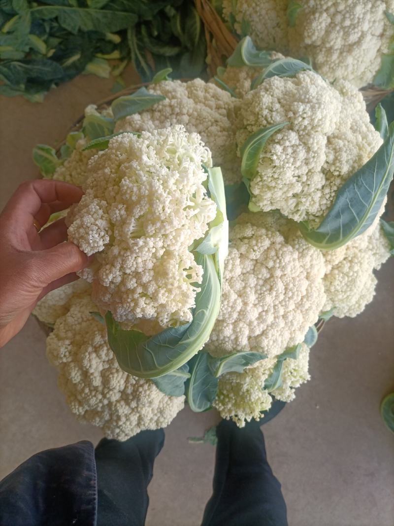 陕西精品松花菜基地直供一手货源品质保证诚信经营