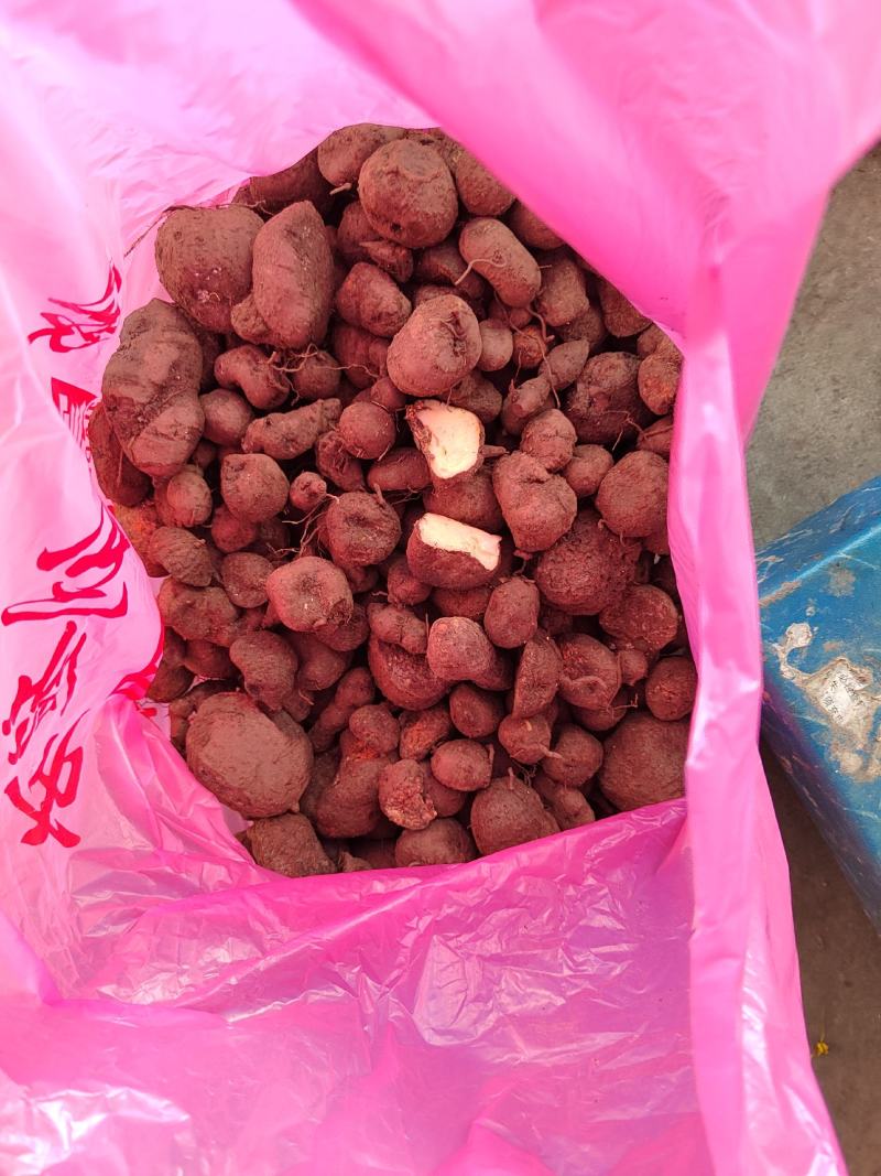 广西野生三叶青，金线吊葫芦，破石珠，一手货源，价格面议。