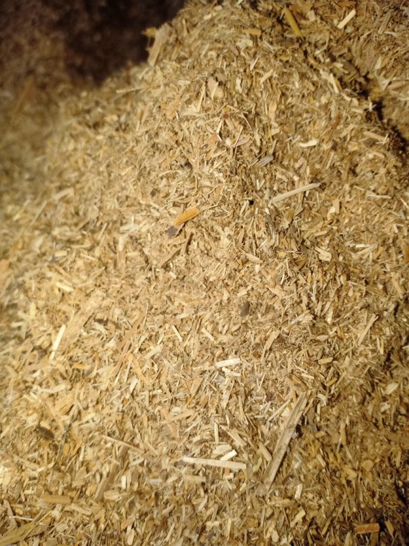 芦苇草料颗粒