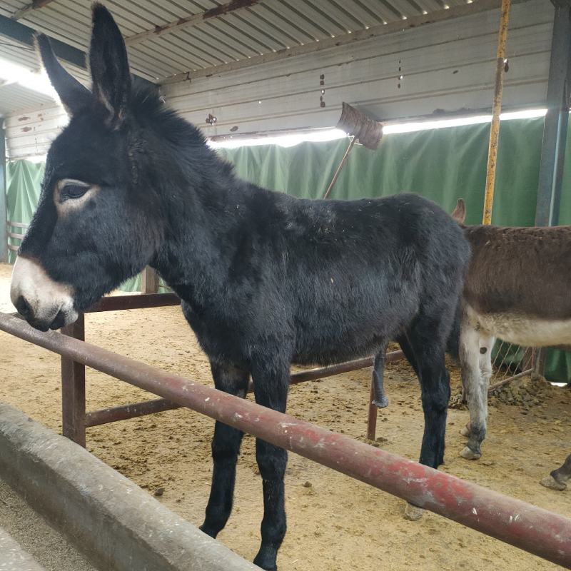 德州馿三粉馿乌头驴小馿驹，诚信经营，货到付款。