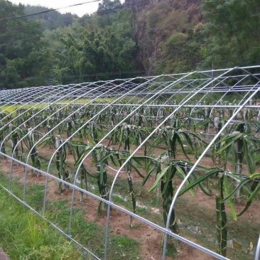 厂家直销西瓜大棚火龙果大棚等果蔬冷棚