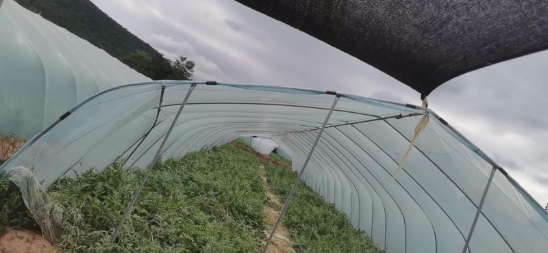 厂家直销西瓜大棚火龙果大棚等果蔬冷棚