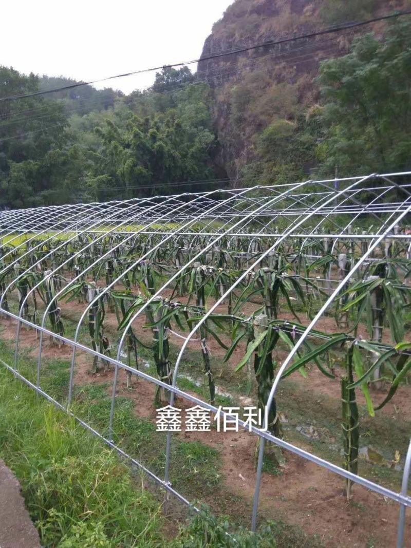 厂家直销西瓜大棚火龙果大棚等果蔬冷棚