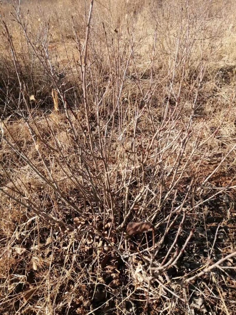 黑果花楸苗不老莓苗黑果花楸大树电商专用盆栽地栽苗