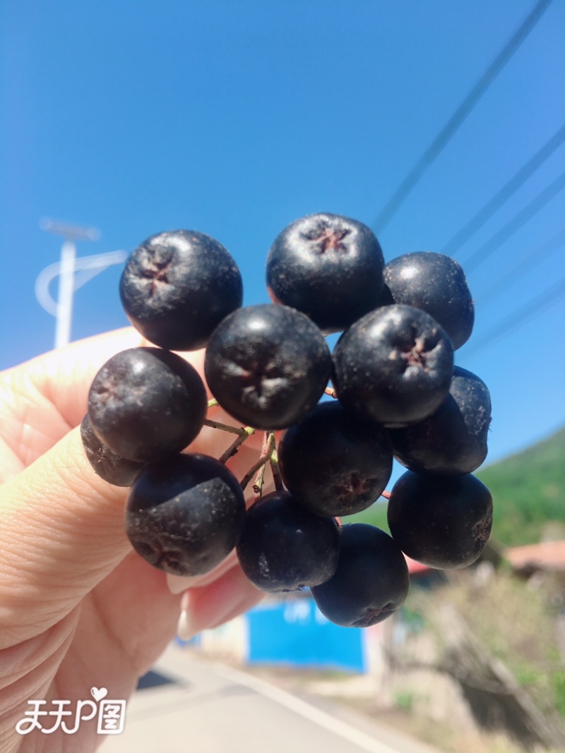 黑果花楸苗不老莓苗黑果花楸大树电商专用盆栽地栽苗