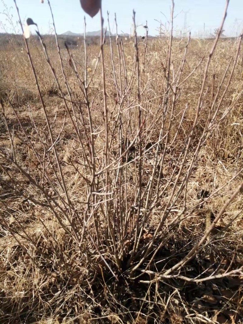 黑果花楸苗不老莓苗黑果花楸大树电商专用盆栽地栽苗