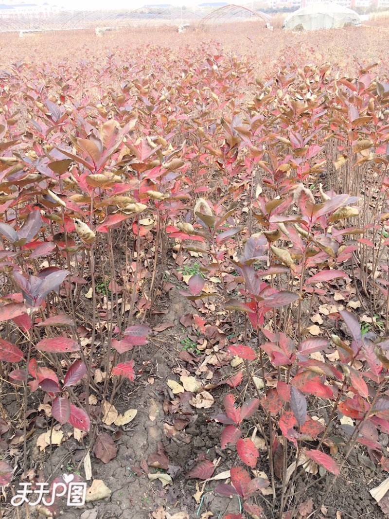 黑果花楸苗不老莓苗黑果花楸大树电商专用盆栽地栽苗