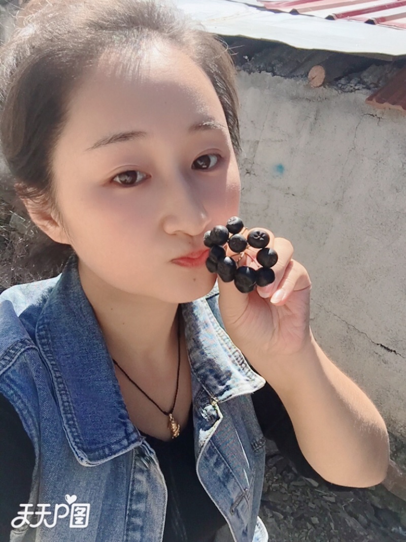 黑果花楸苗不老莓苗黑果花楸大树电商专用盆栽地栽苗