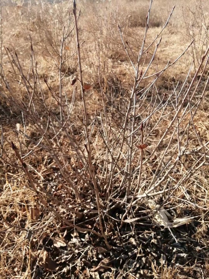 黑果花楸苗不老莓苗黑果花楸大树电商专用盆栽地栽苗