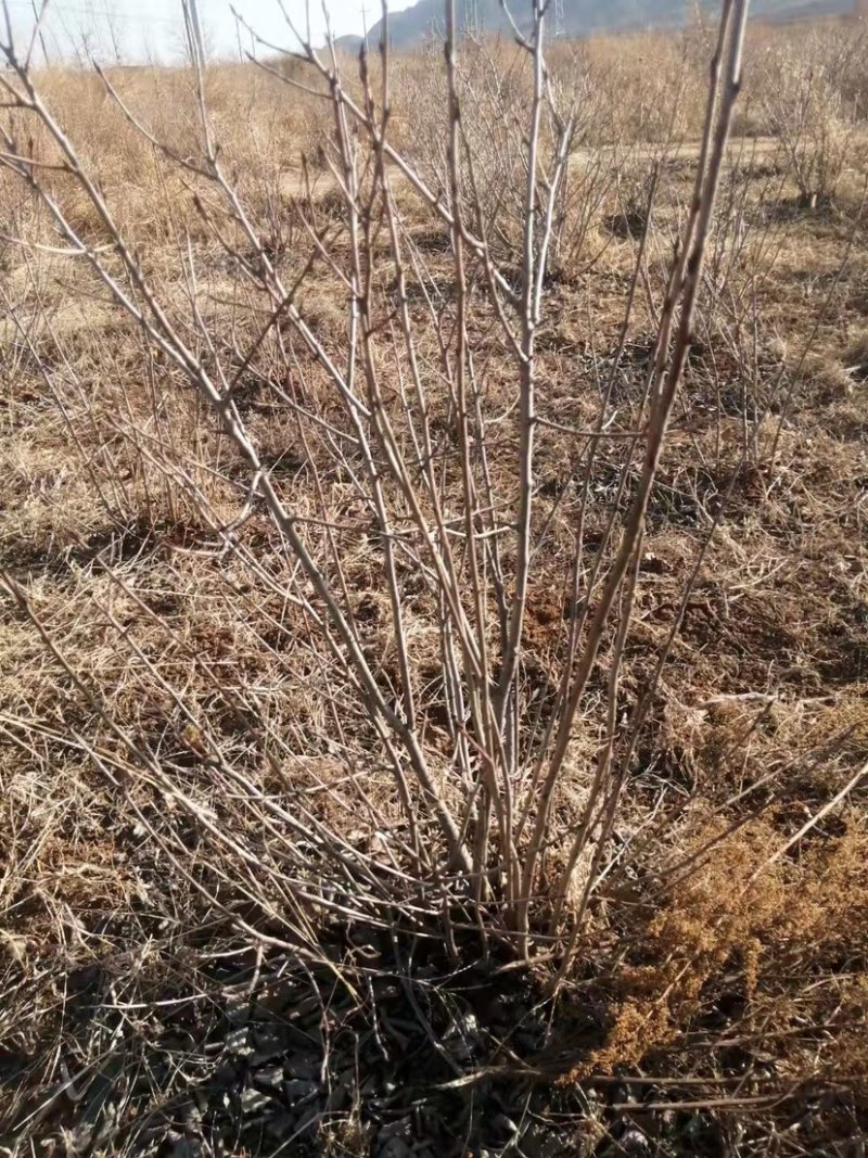 黑果花楸苗不老莓苗黑果花楸大树电商专用盆栽地栽苗