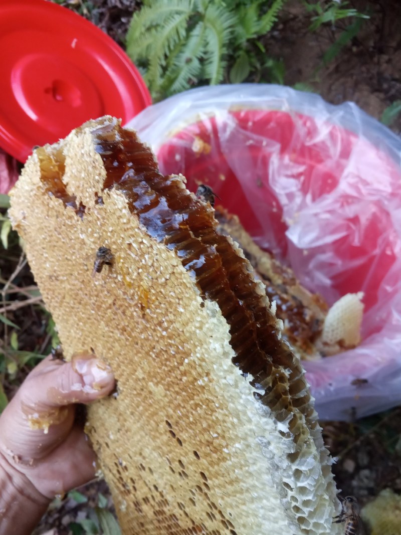 土蜂蜜