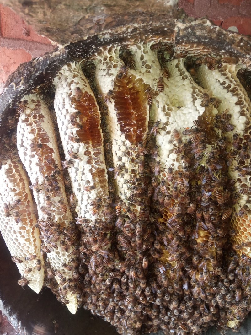 土蜂蜜