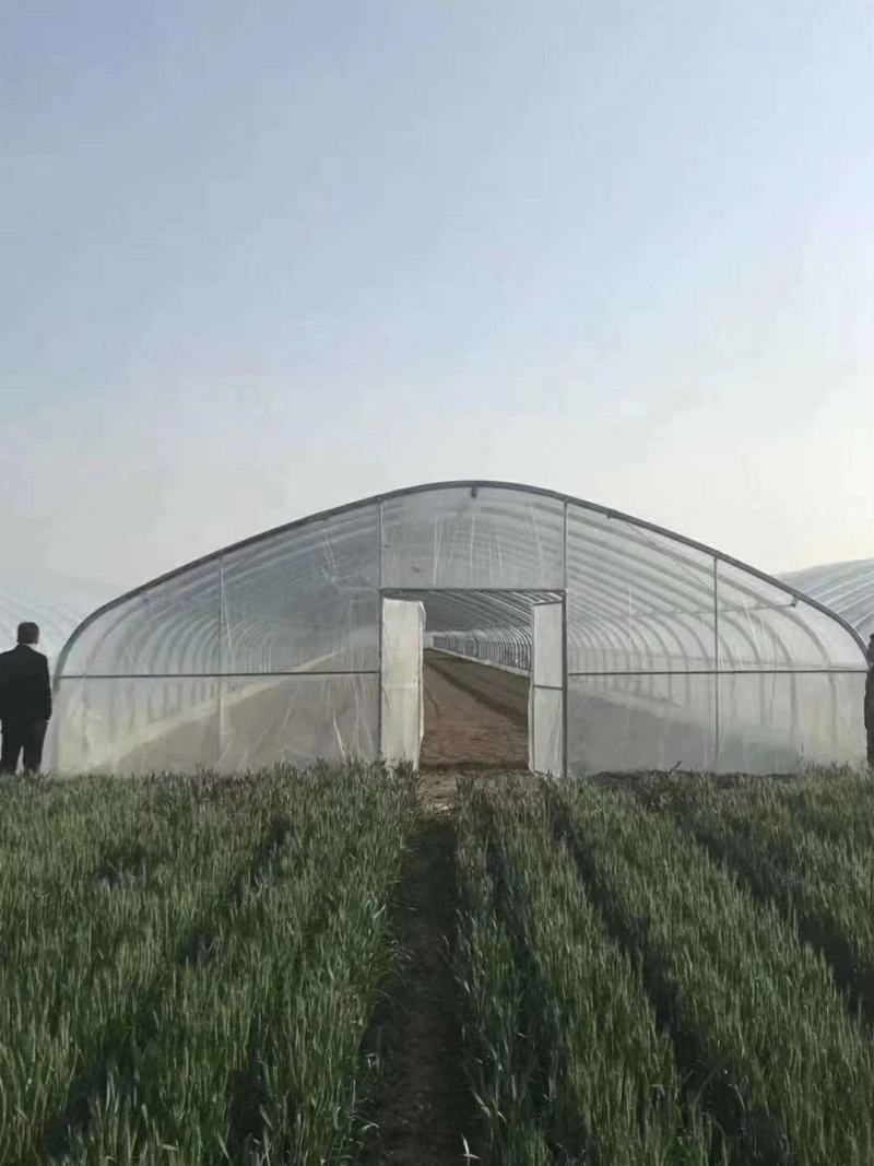 厂家直销蔬菜冷棚拱形大棚水果冷棚育苗冷棚