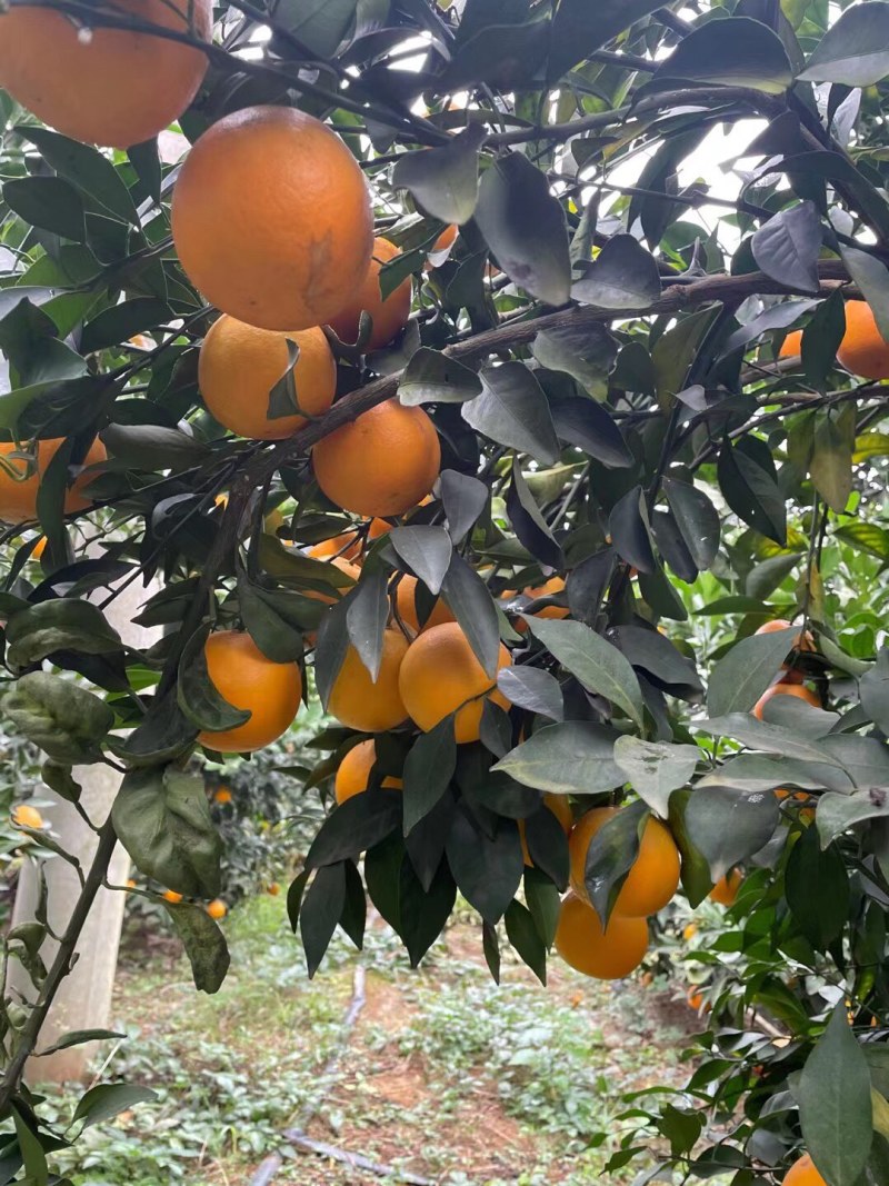 大量红江澄现货供应中……欢迎来搞