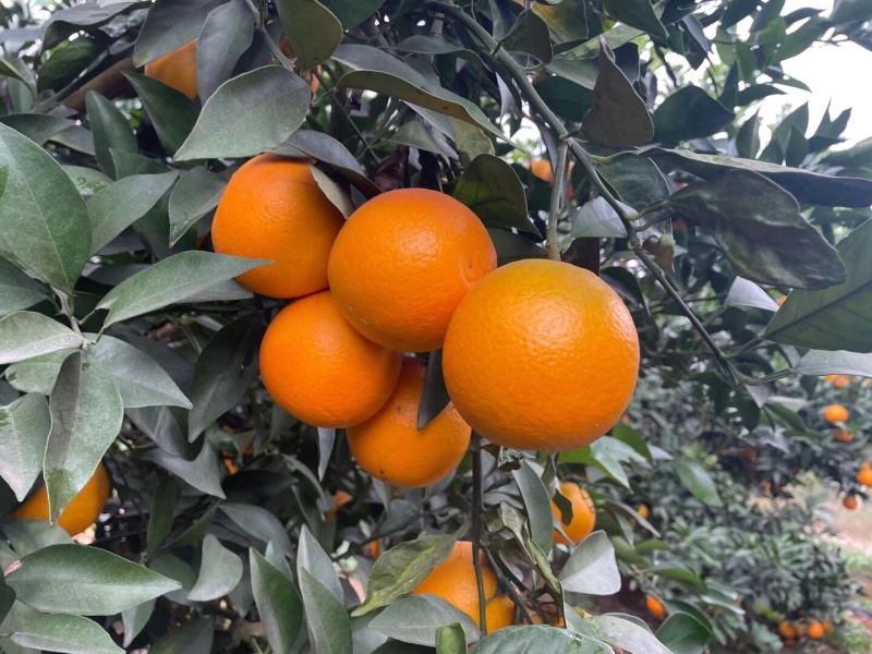 大量红江澄现货供应中……欢迎来搞