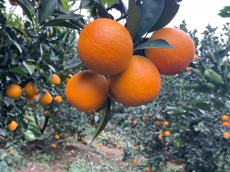 大量红江澄现货供应中……欢迎来搞