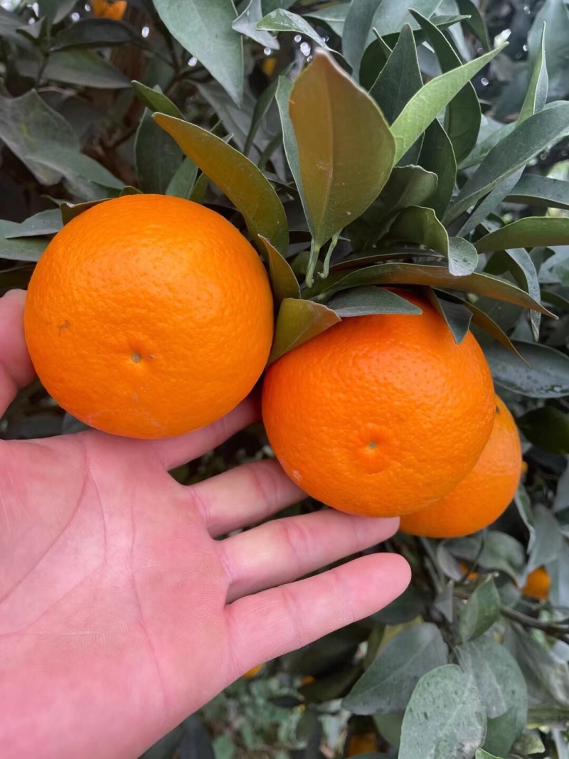 大量红江澄现货供应中……欢迎来搞