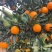 大量红江澄现货供应中……欢迎来搞