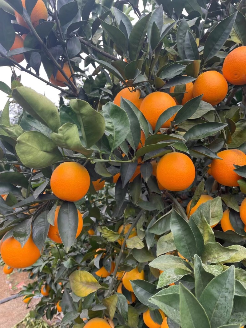 大量红江澄现货供应中……欢迎来搞