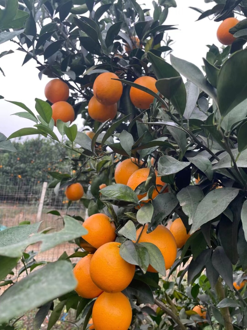 大量红江澄现货供应中……欢迎来搞