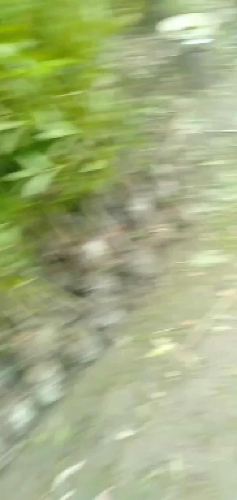 桢楠苗，带土球优质移栽苗发货，成活率高欢迎现场考察。