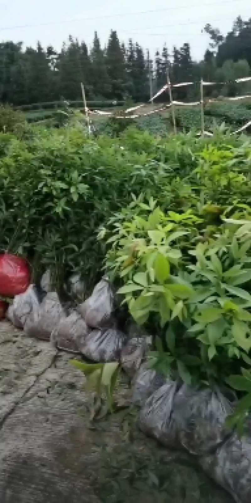 桢楠苗，带土球优质移栽苗发货，成活率高欢迎现场考察。