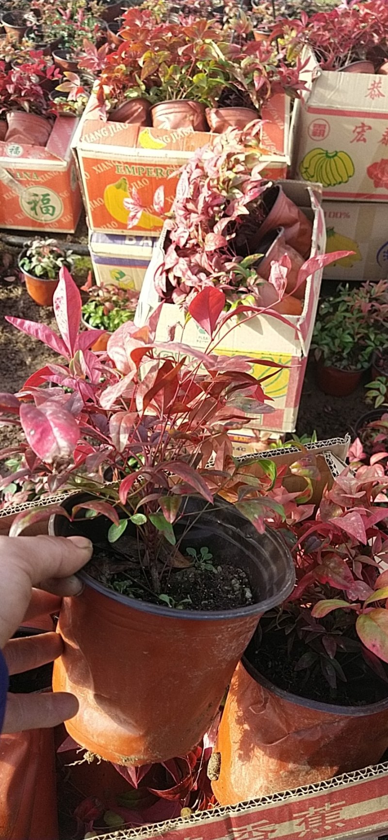 火焰南天竹，150盆，山东青州，物流直发，欢迎咨询订购！