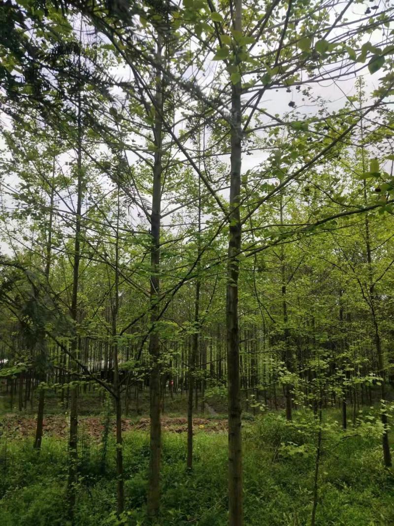 喜树优质苗，带土球优质移栽苗发货，成活率高欢迎现场考察。