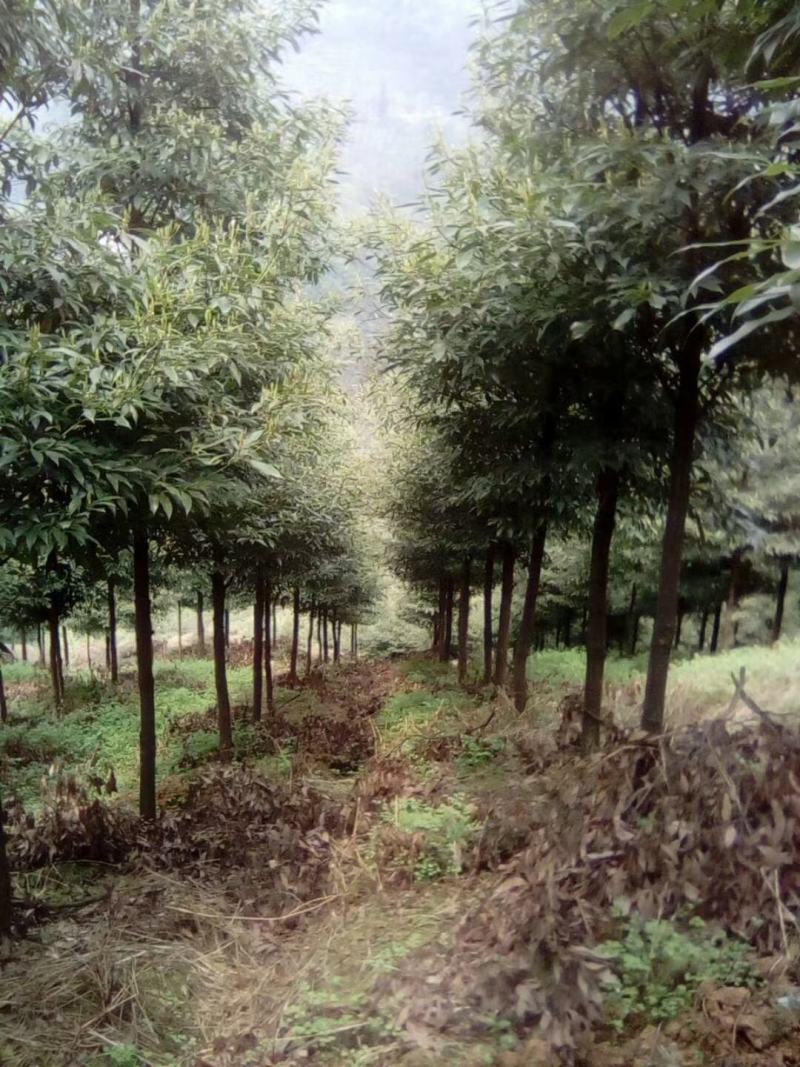 桢楠树，带土球优质移栽苗发货，成活率高欢迎现场考察。